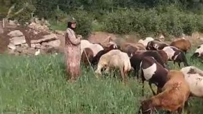 سيدة ترعى الأغنام منذ 20 عاما لمساعدة زوجها بالمنوفية: بيتنا بالطوب اللبن والمطر بيبهدلنا| بث مباشر 