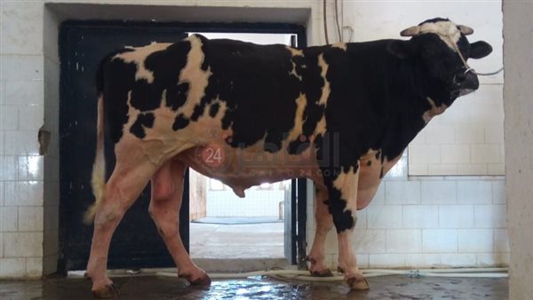 البقرة المنتجة