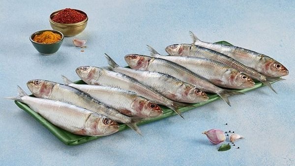 سمك السردين 