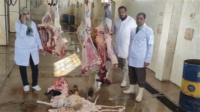 وزنه نصف طن.. بيطري الأقصر يتخلص من عجل لإصابته بالصفراء| صور