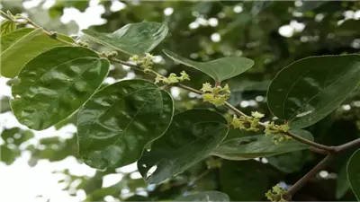 فوائد ورق السدر ليست للجسم فقط.. تفيد الموتى وتقضي على السحر والحسد