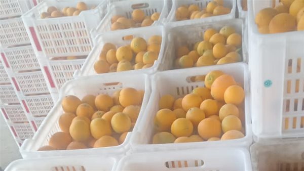 تصدير البرتقال