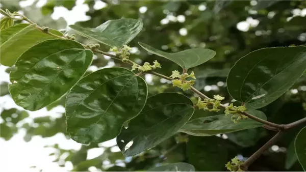 فوائد ورق السدر