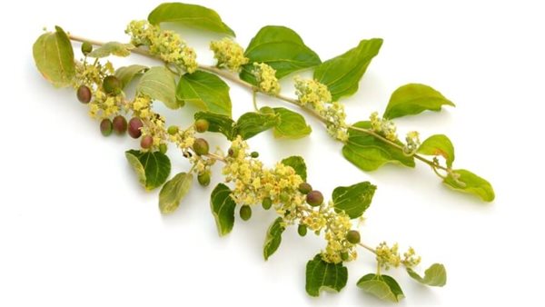 فوائد حرق ورق السدر