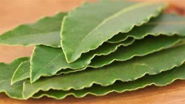 ورق السدر للسحر والحسد