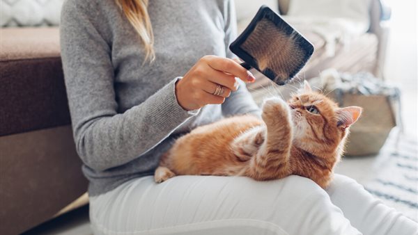 تربية القطط -أرشيفية