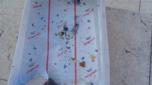 الحشرات والقوارض