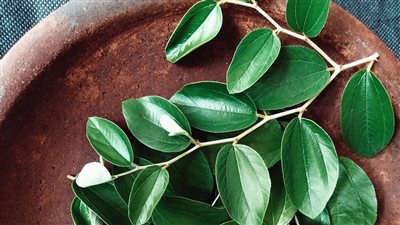 حقيقة استخدام ورق السدر للسحر وطرد الجن.. لماذا شجر النبق دون غيره؟