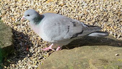 لم يعرف الأطباء كيف تلقت العدوى.. وفاة صغيرة بعد إصابتها بفيروس نادر من الحمام