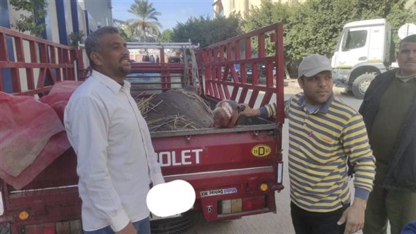 ضبط جاموسة نافقة