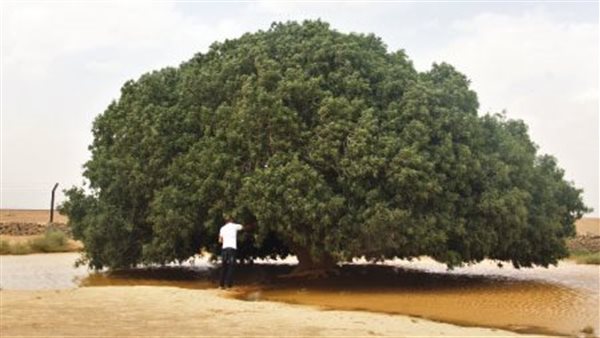 شكل ورق السدر