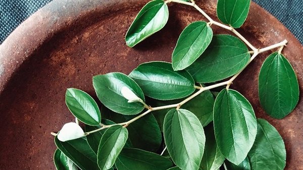 ورق السدر لفك السحر