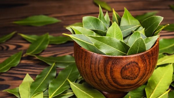 فوائد ورق السدر للحسد