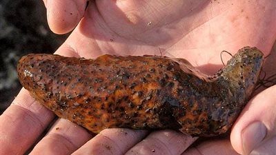 يقتل سرطان الكبد.. فوائد مذهلة لخيار البحر تعرف عليها 