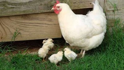 63 جنيها للبيضاء.. تراجع أسعار الدواجن اليوم السبت