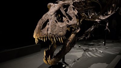 باحثون كنديون يكتشفون ديناصورا متحجرا يحتفظ بآخر وجبة تناولها في معدته