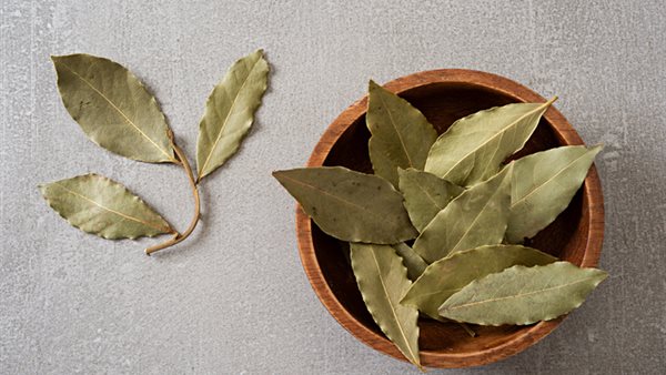 فوائد ورق الغار