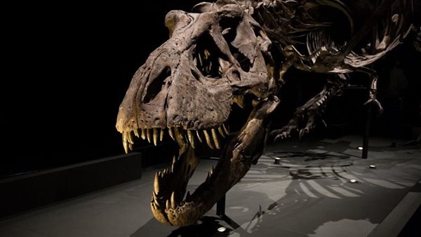 ديناصور متحجر