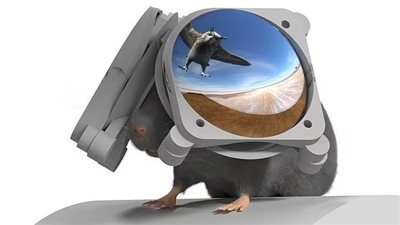 علماء يطورون نظارات افتراضية مصغرة للفئران يزعمون أنها ستؤدي إلى اختراقات في أبحاث الدماغ البشرية