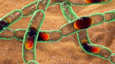 تحذير من تفشيها في 5 دول.. تعرف على الجمرة الخبيثة الجلدية وأسباب الإصابة بها