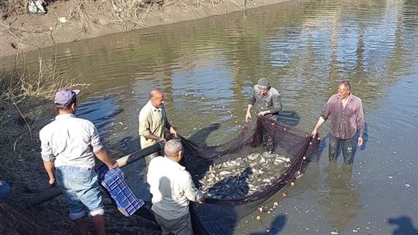 حصاد السمك البلطي