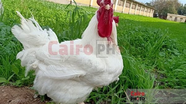 سلالات الدواجن المصرية