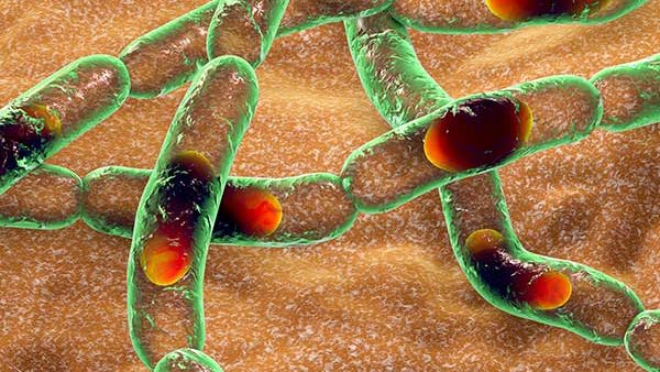 الجمرة الخبيثة