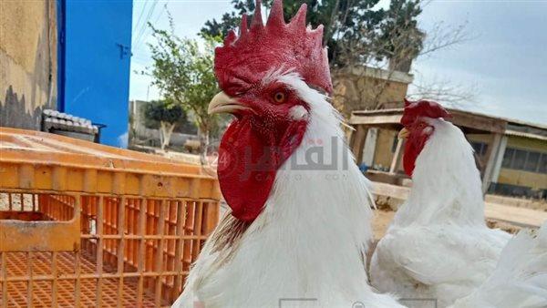 الفراخ المصرية داخل