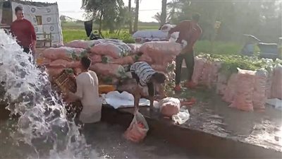 بينها وضعه في أحواض كبيرة.. مزارعون يكشفون مراحل تجهيز الجزر قبل بيعه بالمنيا| بث مباشر 