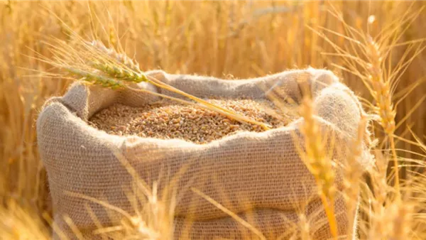 القمح - صورة ارشيفية