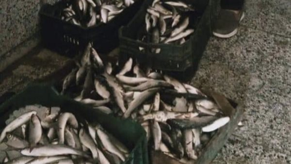 سمك غير صالح للإستهلاك