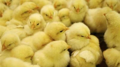 تفاصيل أسعار الكتاكيت اليوم الثلاثاء 2-6-2020