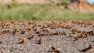 الفلاحين تطالب “الزراعة” بإعلان حالة الطوارئ لمواجهة أسراب الجراد الصحراوي