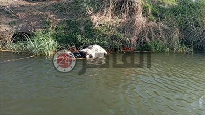 ظهور حيوانات نافقة بنهر النيل في سوهاج.. والأهالي: كارثة (صور)