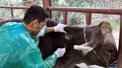 الزراعة: تحصين أكثر من 993 ألف رأس ماشية ضد مرض الحمى القلاعية