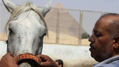 مستشفى دورثي بروك البيطري يحتفل بمرور 65 عامًا على وفاة مؤسستها