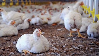 أسعار الدواجن في أسواق مصر اليوم الخميس 18 يونيو 2020