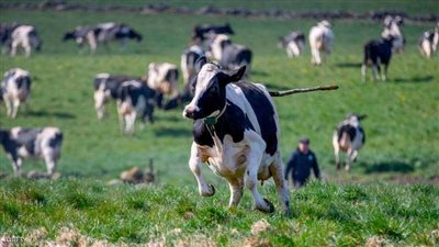 بعد فشل تجارب الدواء لمواجهة كورونا.. شركة أمريكية تتجه للتجارب السريرية على بلازما دم الأبقار