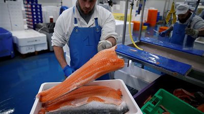 مدير مركز المناعة: سمك السلمون ليس له علاقة بنقل عدوى فيروس كورونا