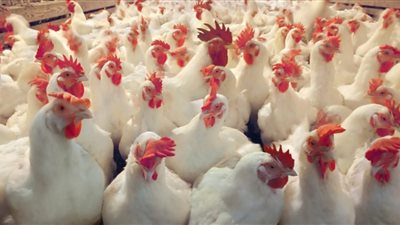 تعرف على أسعار بورصة الدواجن اليوم الأربعاء 24 يونيو 2020.. بورصة الدواجن العمومية بالتفصيل