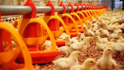 طالع.. أسعار الكتاكيت اليوم.. وتفاصيل أسعار البيض في أسواق مصر اليوم الخميس 25-6-2020 في الأسواق