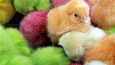 أسعار الكتاكيت شركات اليوم السبت 27-6-2020