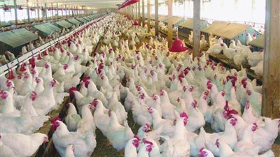 أسعار الدواجن في أسواق مصر اليوم الأحد 28 يونيو 2020