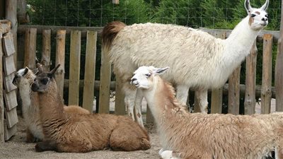 أجسام مضادة مستخلصة من اللاما.. علاج جديد لعدوى النوروفيروس قيد التطوير