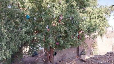 جميزة وبئر فرعوني.. حكاية الشجرة المبروكة بمدافن أخميم بسوهاج | صور