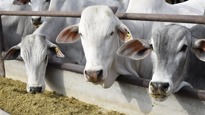 تفسير رؤية العجل في المنام للمتزوجة.. بشائر بالرزق والذرية أم تحذير من الفتنة؟