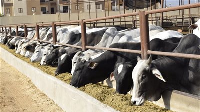 الزراعة تعلن مبالغ التعويض عن الحيوانات المريضة بالإجهاض والدرن 