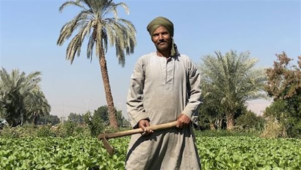 موسم زراعة الخس في