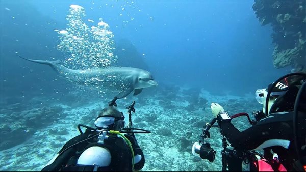 الدولفين ذو الأنف