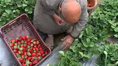 الذهب الأحمر.. بدء حصاد الفراولة بأشهر قرية في زراعتها بالإسماعيلية | بث مباشر 
